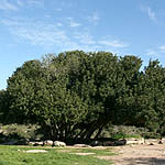 Ceratonia siliqua, Israel, green flowers, wildflowers