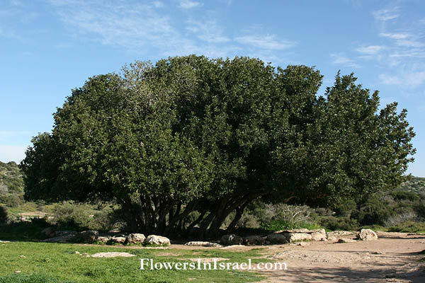 Israel Wildflowers and native plants