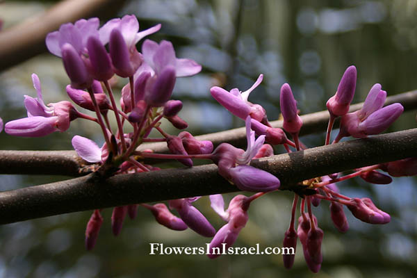 Cercis siliquastrum, Juda's Tree, زمزريق أثيبي,כליל החורש