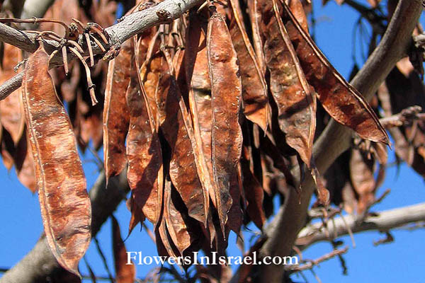 Cercis siliquastrum, Juda's Tree, زمزريق أثيبي,כליל החורש