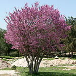 Cercis siliquastrum, Israel wildflowers, Violet Flowers