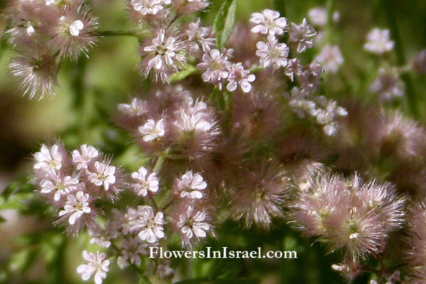 Chaetosciadium trichospermum, Hairy-seeded Chervil, שערור שעיר