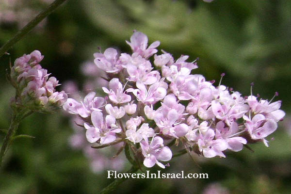 Chaetosciadium trichospermum, Hairy-seeded Chervil, שערור שעיר