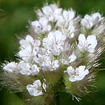 Chaetosciadium trichospermum, Israel, Pink Flowers