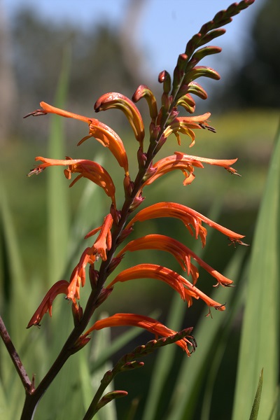 Chasmanthe floribunda, Antholyza floribunda, Petamenes floribunda, aunt Eliza, African cornflag, madflower, כסמנתה רבת-פרחים