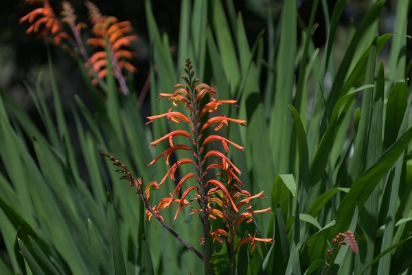 Chasmanthe floribunda, Antholyza floribunda, Petamenes floribunda, aunt Eliza, African cornflag, madflower, כסמנתה רבת-פרחים