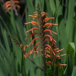 Chasmanthe floribunda, Israel, Orange Flowers