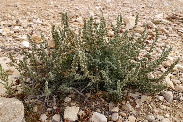 Chenolea arabica, Bassia  arabica, Chenoleoides arabica, כנולואה ערבית,  قضقاض عربي لات
