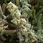 Chenolea arabica, Bassia  arabica, Chenoleoides arabica,כנולואה ערבית , בסיה ערבית,  قضقاض عربي لات