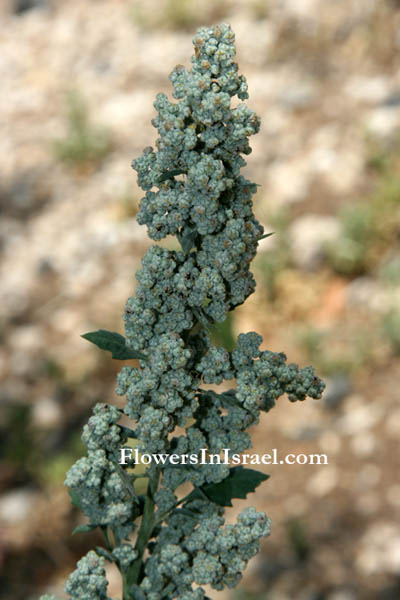 Chenopodium murale, Neetle-leaved goosefoot, כף-אווז האשפות, سرمق جداري