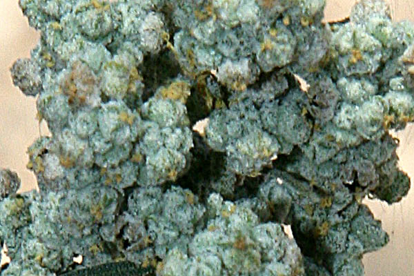 Nettle-leaved Goosefoot, Australian-spinach, salt-green, sowbane, Mauer-Gänsefuß, Марь постенная
