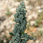 Chenopodium murale, Israel, green flowers, wildflowers