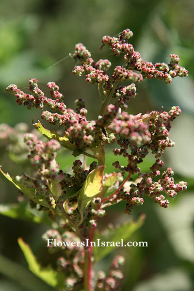 Flowers of the Holy Land, Fleurs de Terre Sainte, Blumen aus dem Heiligen Lande