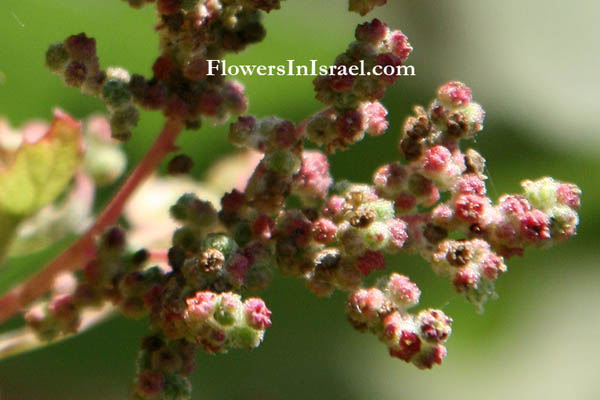 Chenopodium rubrum, Red Goosefoot, כף-אווז אדומה