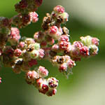 Chenopodium rubrum, Israel, green flowers, wildflowers