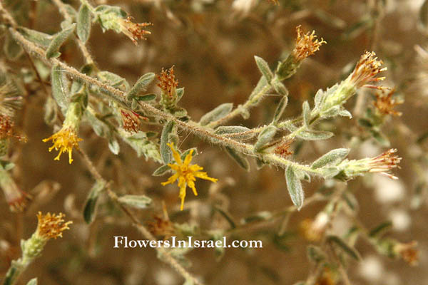 Native plants of Israel