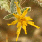 Chiliadenus iphionoides, Fleurs sauvages, Wildblumen, Fiori, флоры, Flores Silvestres, زهور