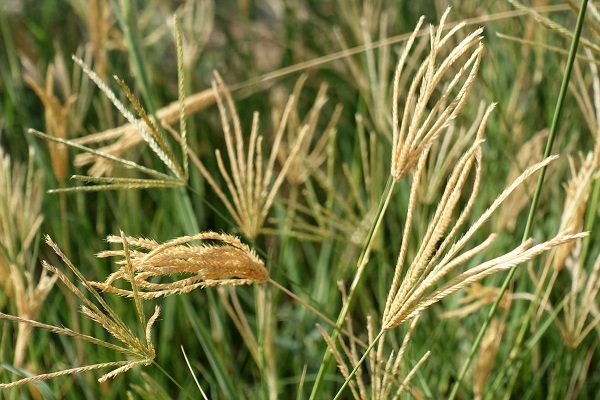 Chloris gayana, Chloris abyssinica, Rhodes Grass,Hebrew:עשבת המרעה, Arabic: حشيشة الرودس