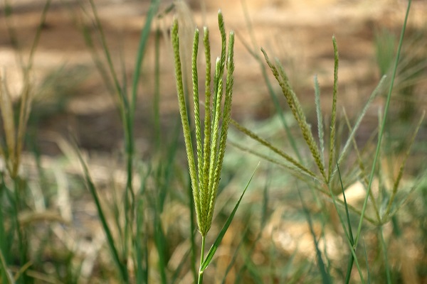 Chloris gayana, Chloris abyssinica, Rhodes Grass, Hebrew:עשבת המרעה, Arabic: حشيشة الرودس