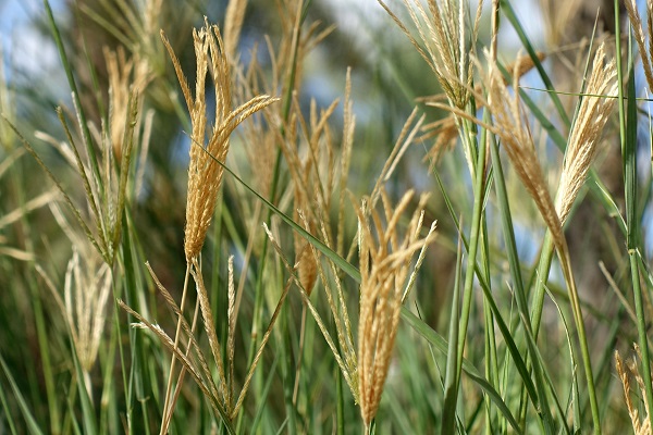 Chloris gayana, Chloris abyssinica, Rhodes Grass, Hebrew:עשבת המרעה, Arabic: حشيشة الرودس