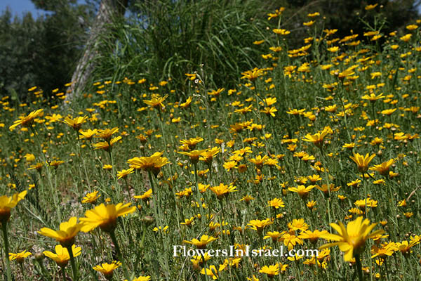 Flowers of the Holy Land, Fleurs de Terre Sainte, Blumen aus dem Heiligen Lande