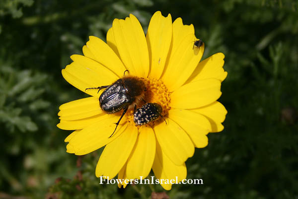 Chrysanthemum coronarium, Crown Daisy, חרצית עטורה,  أقحوان كبير ,  بسباس ,  بسوم