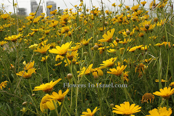 Chrysanthemum coronarium, Crown Daisy, חרצית עטורה,  أقحوان كبير ,  بسباس ,  بسوم