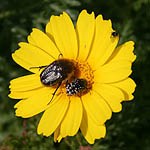 Chrysanthemum coronarium, Israel, Yellow Flowers