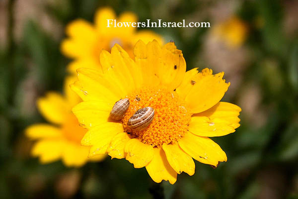 plants of the Bible, Flowers of the Bible, biblical plants