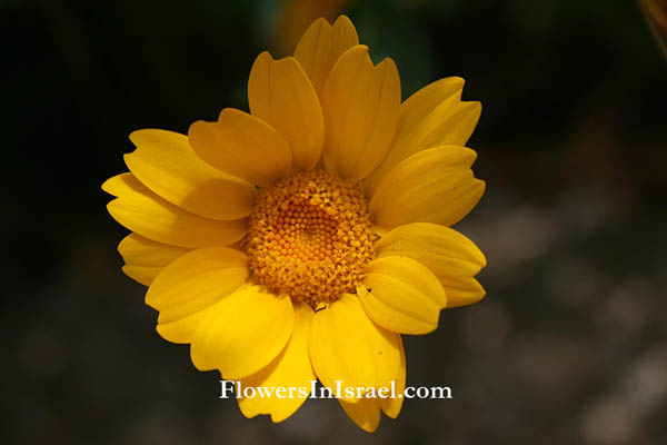 Chrysanthemum segetum, Glebionis segetum, Corn Marigold, Yellow cornflower, חרצית השדות