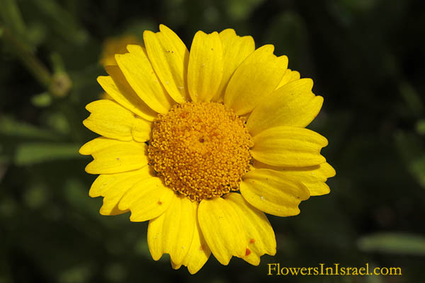 Chrysanthemum segetum, Glebionis segetum, Corn Marigold, Yellow cornflower, חרצית השדות