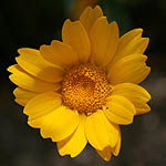 Chrysanthemum segetum, Israel, Yellow Flowers