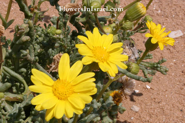 Flowers of the Holy Land, Fleurs de Terre Sainte, Blumen aus dem Heiligen Lande