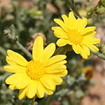 Chrysanthemum viscosum, Israel, Yellow colored flowers