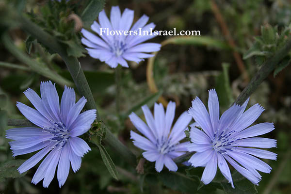 Israel Flowers, wildflowers, Plant family