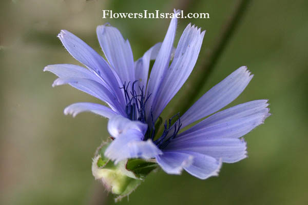 Cichorium endivia, Cichorium pumilum, Dwarf Chicory, علك ، هندباء برية, עולש מצוי 