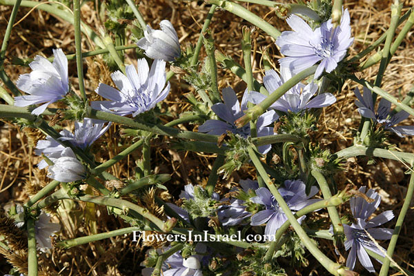 Cichorium endivia, Cichorium pumilum, Dwarf Chicory, علك ، هندباء برية, עולש מצוי 