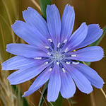 Cichorium endivia, Fleurs sauvages, Wildblumen, Fiori, флоры, Flores Silvestres, زهور