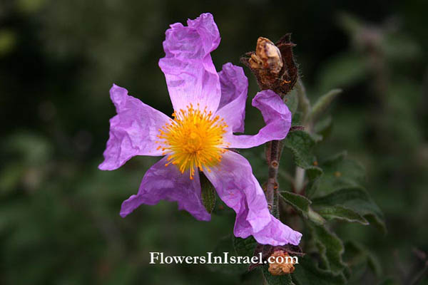 Cistus incanus,Cistus creticus,Cistus villosus, Soft-Hairy Rockrose, לוטם שעיר