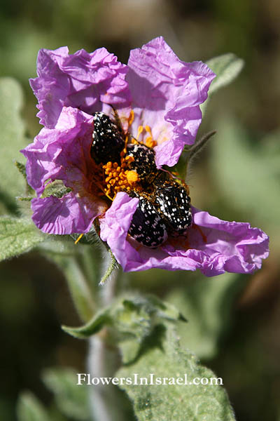 Cistus incanus,Cistus creticus,Cistus villosus, Soft-Hairy Rockrose, לוטם שעיר