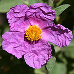 Cistus incanus, Israel, Pink Flowers