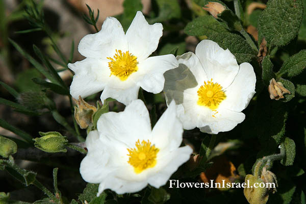 Cistus salviifolius, White Rockrose, Sage-leaved Cistus,لبّـاد أبيض, לוטם מרווני