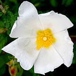 Cistus salviifolius, Wild Flowers, Israel, Flora