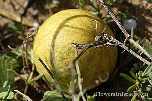 Citrullus colocynthis, Bitter Gourd, Bitter-apple, Colocynth, Vine-of-Sodom, Wild gourd, حنظل , علقم,אבטיח הפקועה