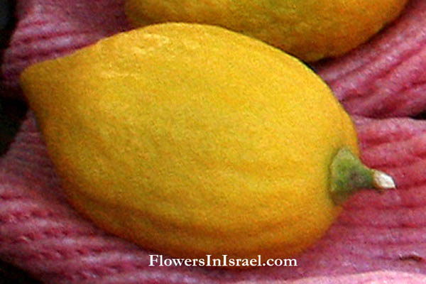 Israel native plants