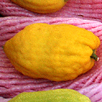 Citrus medica, Wild Flowers, Israel, Flora