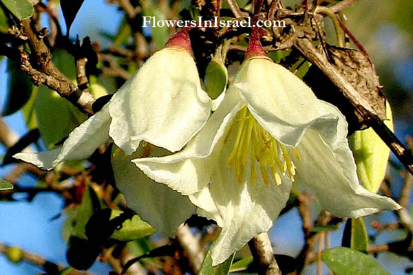 Clematis cirrhosa, Clematis cirrhosa,الظيان المتليف,זלזלת הקנוקנות