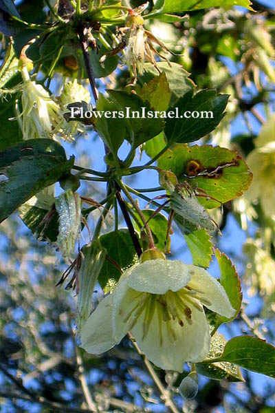 Flowers of Israel - Clematis cirrhosa