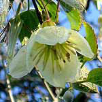 Clematis cirrhosa, Wild Flowers, Israel, Flora