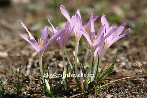 Colchicum stevenii,Steven's Meadow saffron, סתוונית היורה